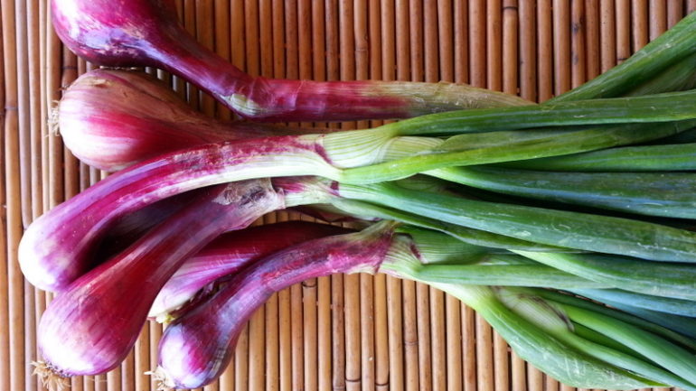 Tropea onions from Calabria