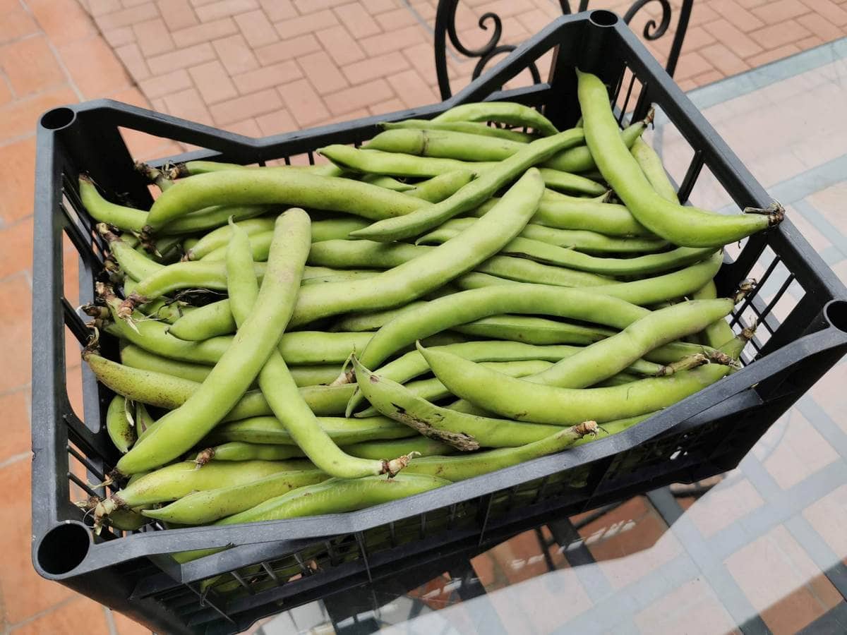 A case of fresh fava beans on glass table.
