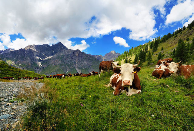 cows grazing Aosta Valley (Valle d'Aosta)