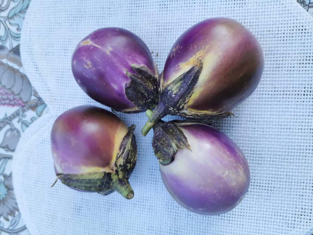 4 baby Sicilian eggplants from our garden on white mat.