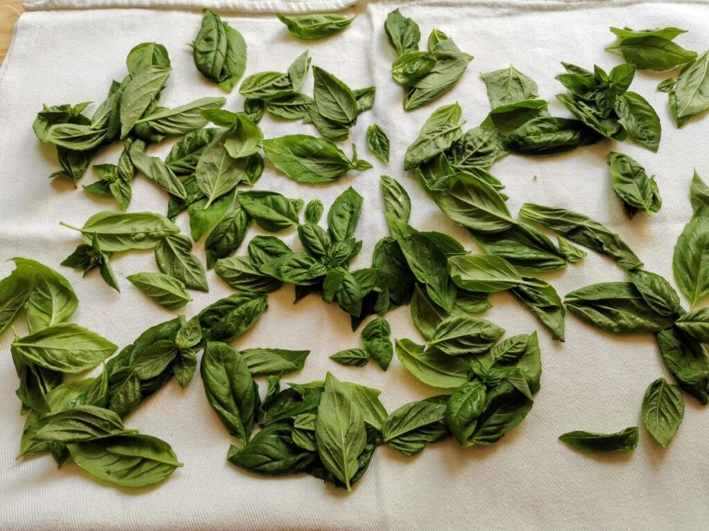 Washed basil leaves drying.