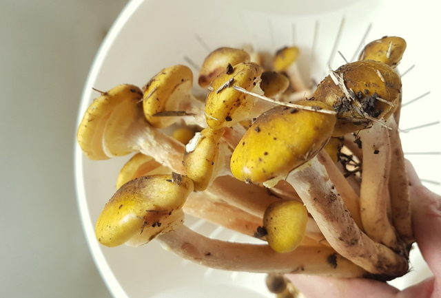 wild chiodini (honey mushrooms)
