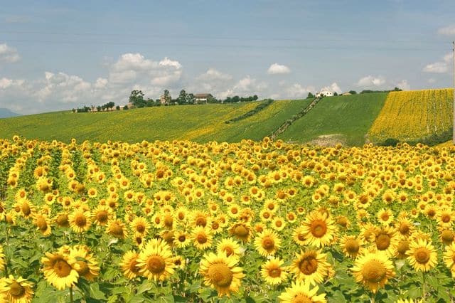 fields of sunflowers in Le Marche region