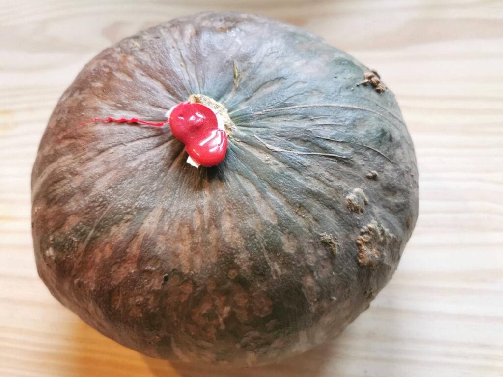 Delica pumpkin