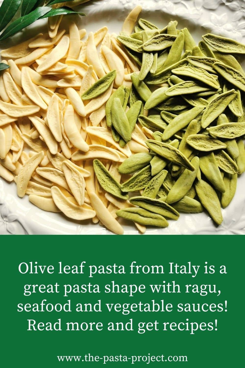 Olive leaf pasta (foglie d'ulivo) The Pasta Project