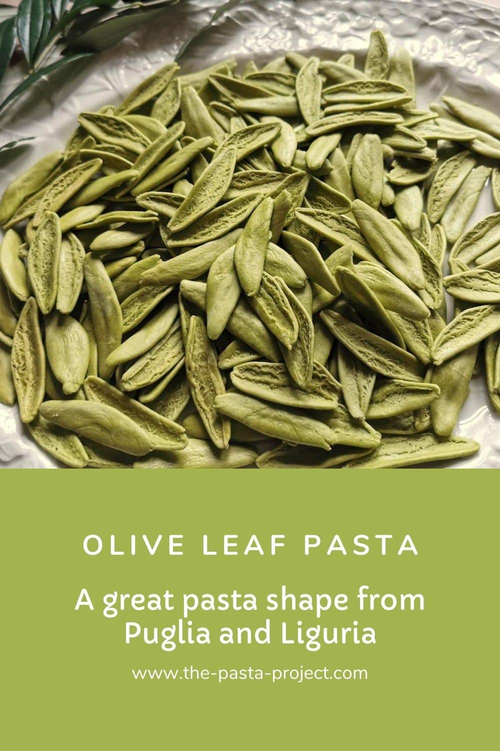 Olive leaf pasta (foglie d'ulivo) The Pasta Project