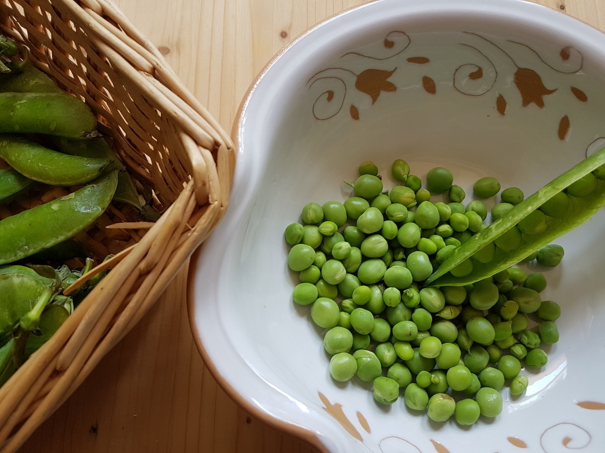 Homegrown peas in white bowl.