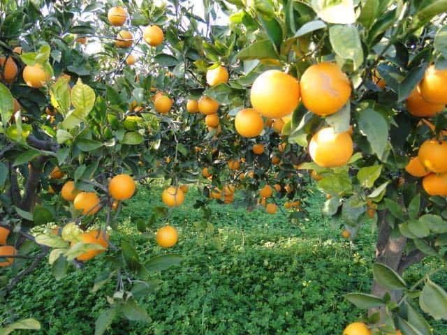 orange groves in Sicily