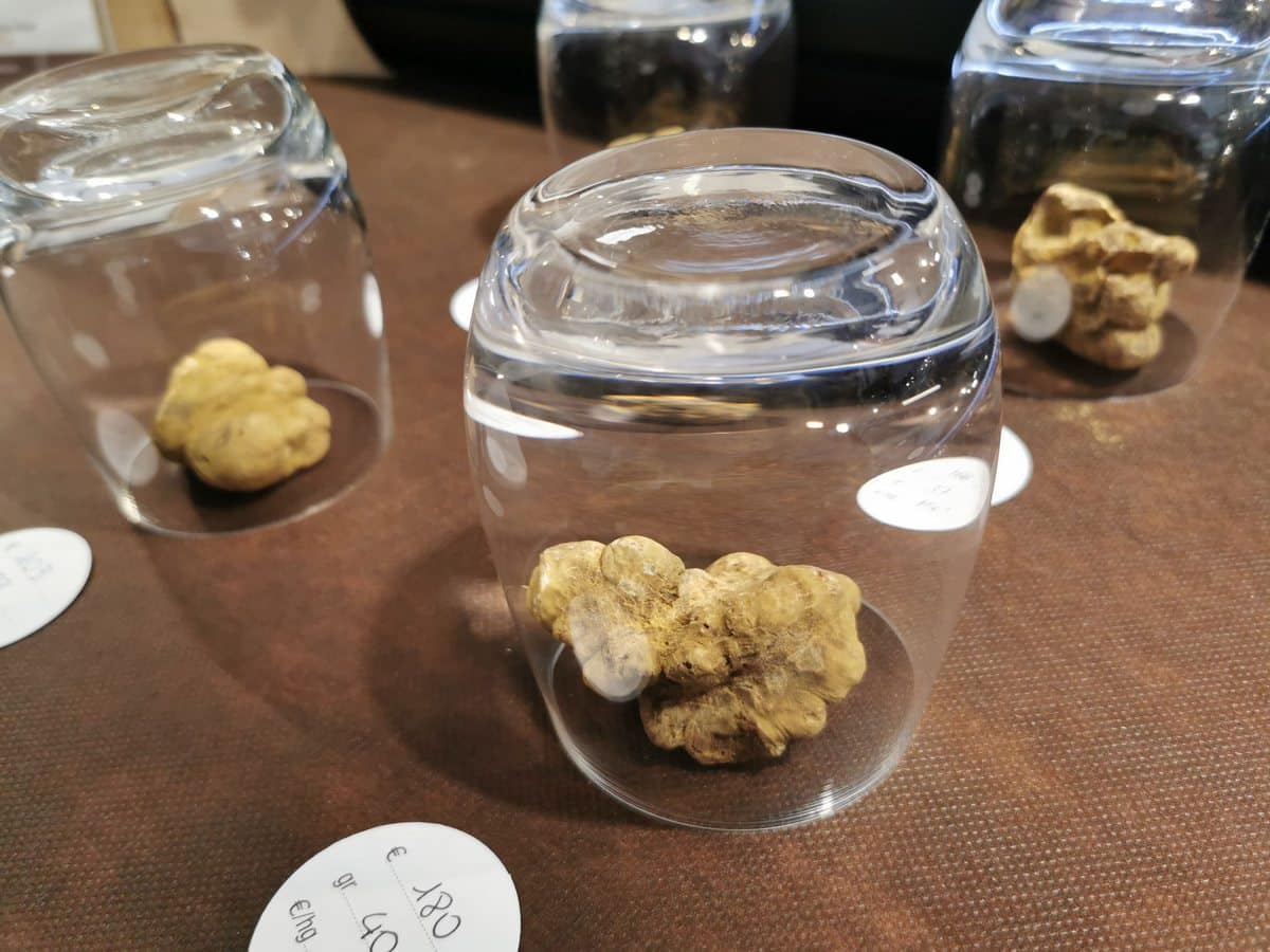 White truffles displayed under glasses at the Alba Truffle Fair.