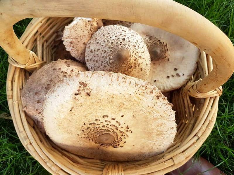 a basket of parasol mushrooms