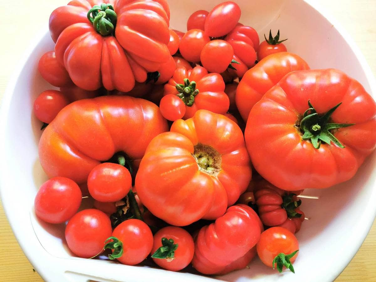 homegrown tomatoes in white colander