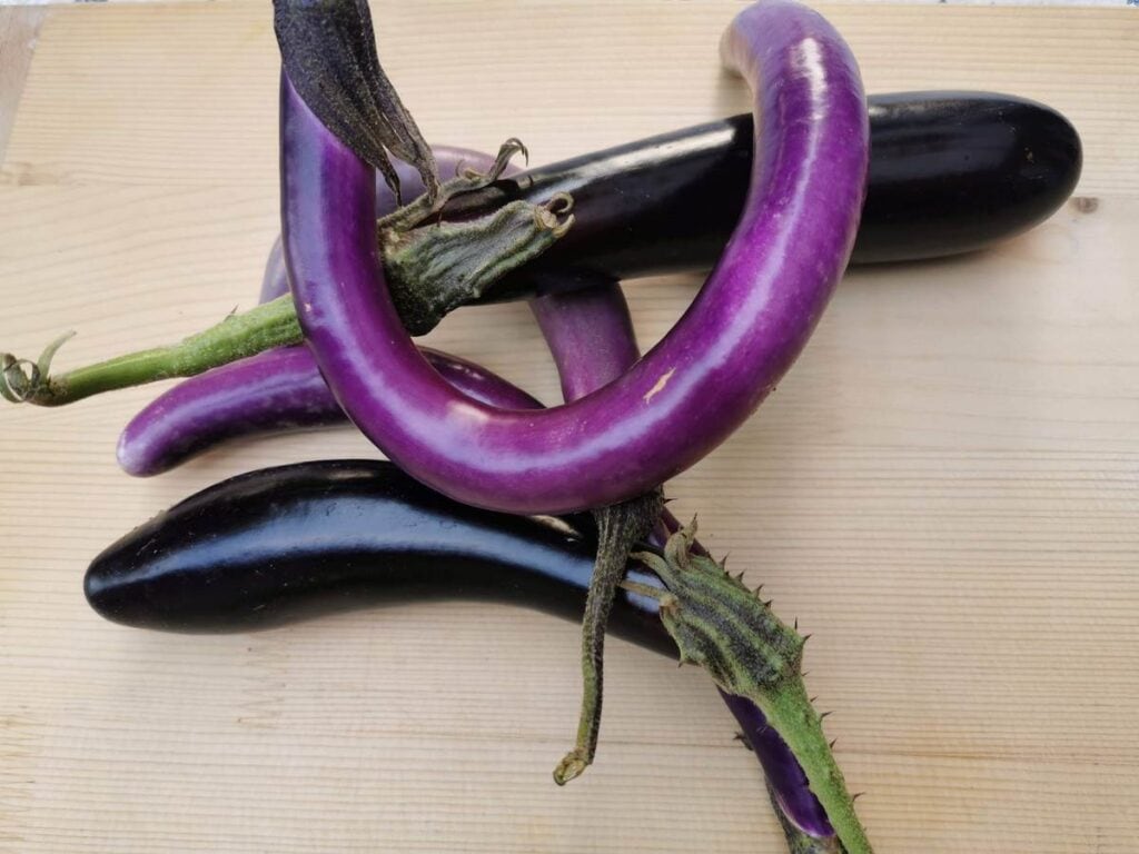 10 Eggplant Pasta Recipes from Italy The Pasta Project