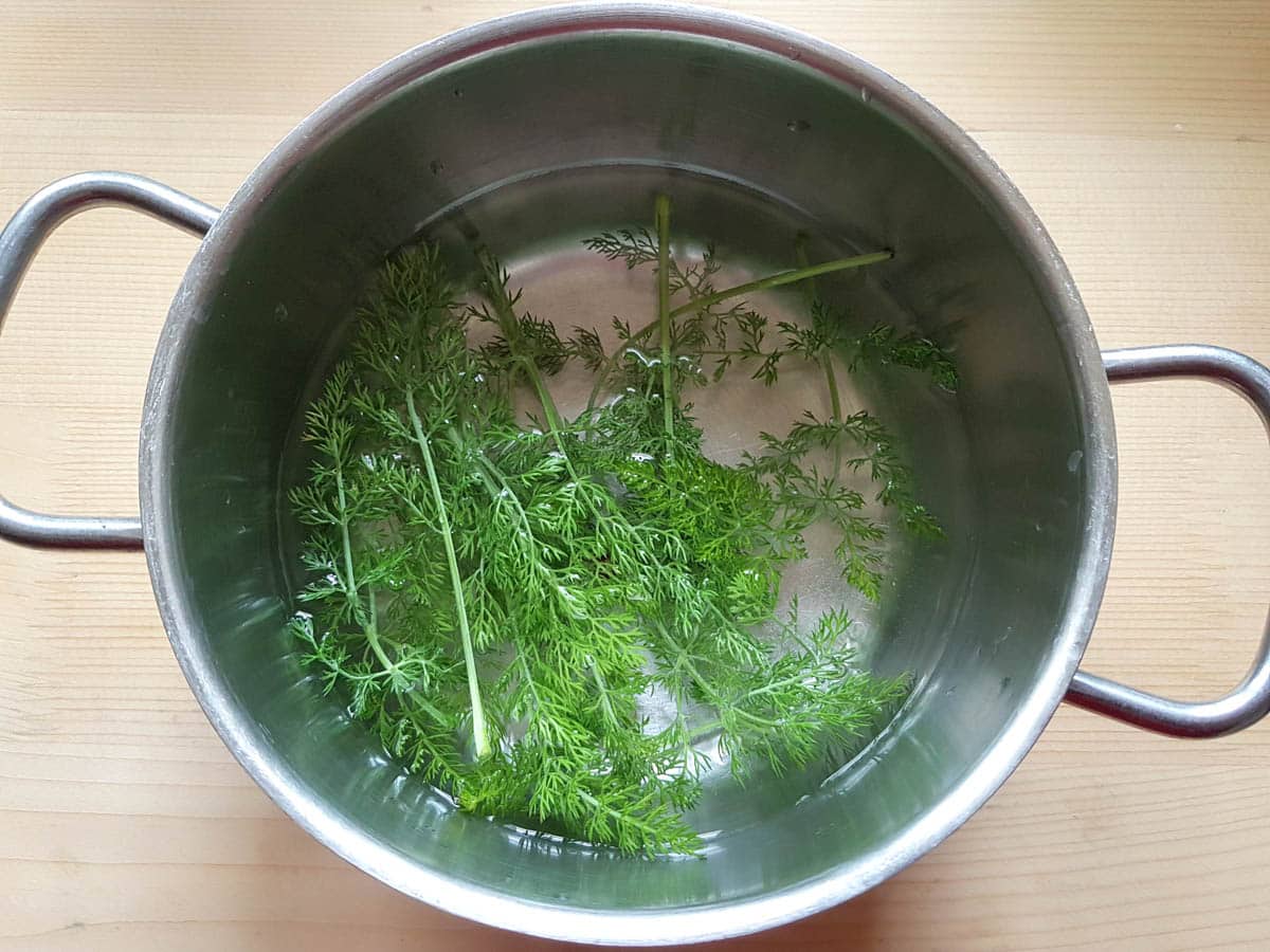 Wild fennel in a pot of water